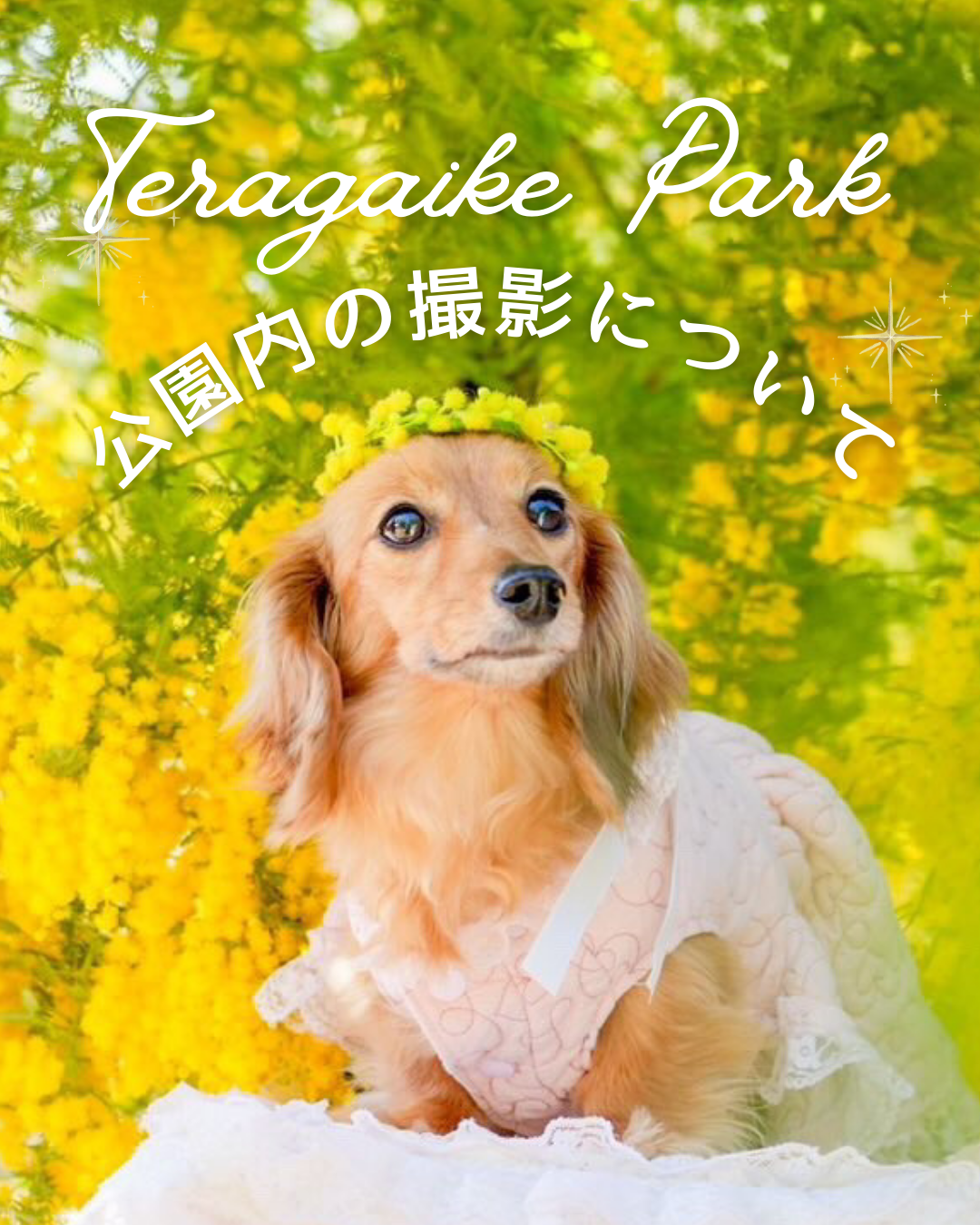 寺ケ池公園内の撮影に関するご案内