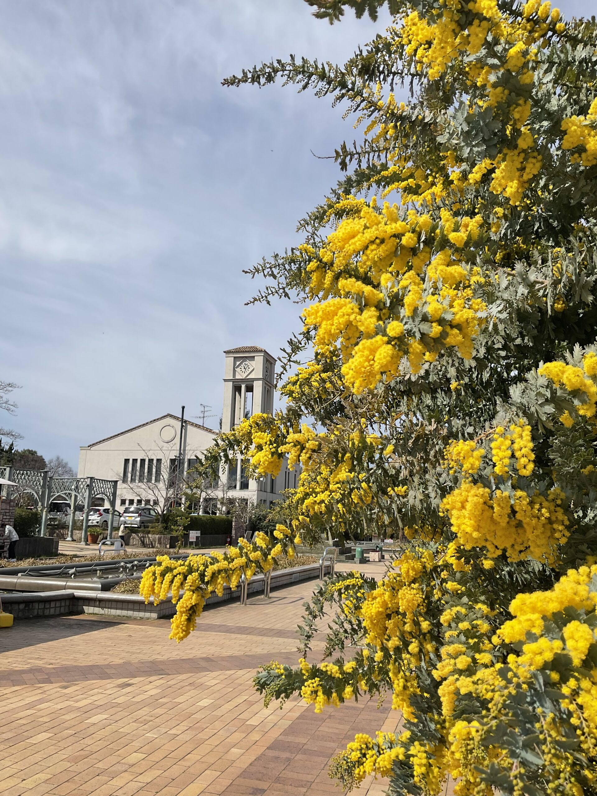 ミモザと河津桜の開花情報