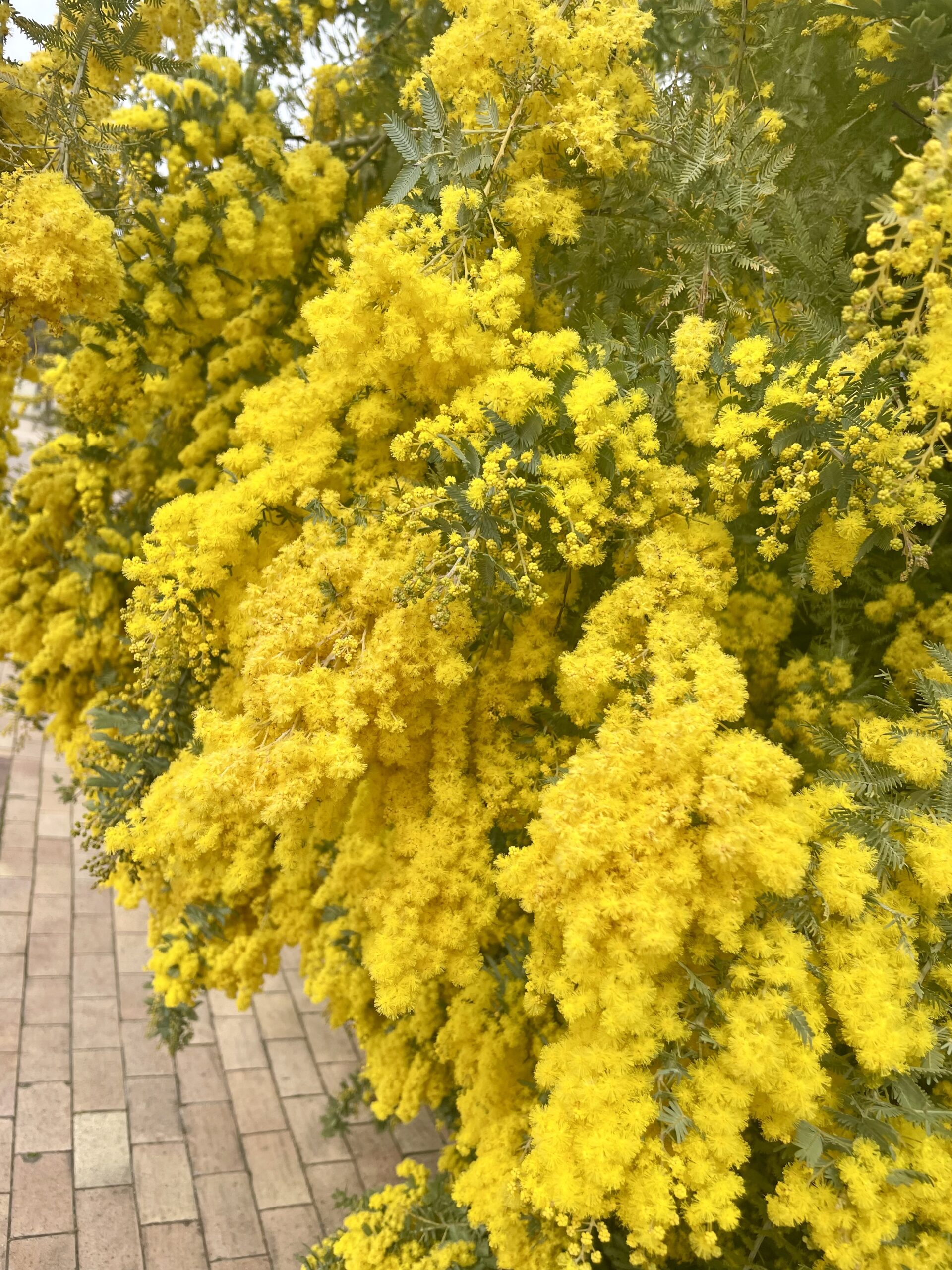 ミモザと河津桜の開花情報